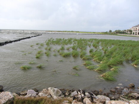 new marsh grass and breakwater very small.JPG