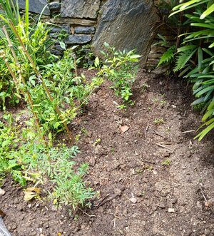 Kitchen Garden 2.jpg