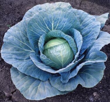 Blue Vantage Cabbage.jpg