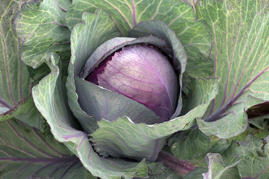 Pink Cabbage.jpg