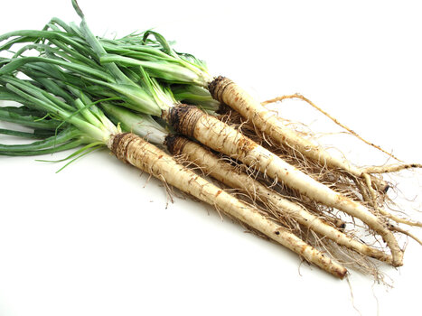 growing-salsify.jpg