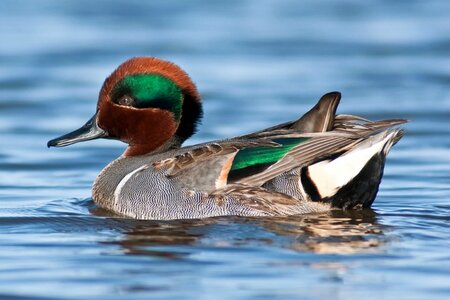 green-winged-teal-ducks_03.jpg