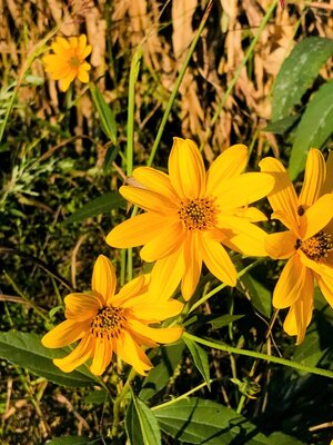 Yellow flowers.jpg