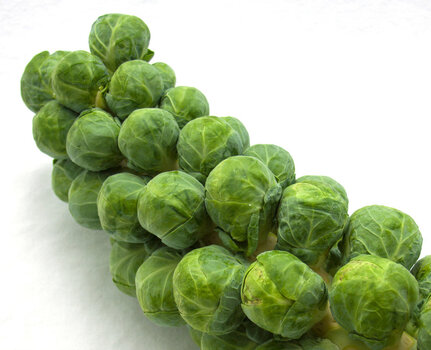 Brussels_Sprouts.jpg