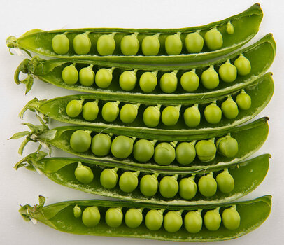 1200px-Peas_in_pods_-_Studio.jpg