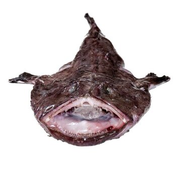 Monkfish-front-2-rs-1.jpg