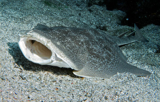 Angel-Shark-2.jpg