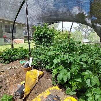 Raspberries (Tulameen) and strawberries