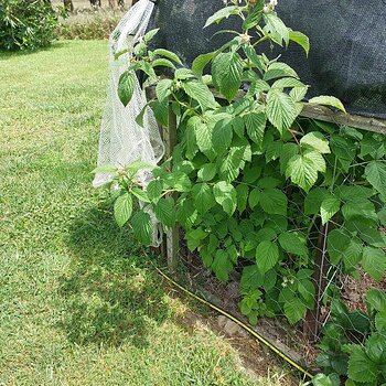 Escapees Tulameen raspberries