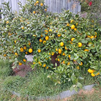 Lemon tree