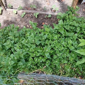 Warrigal greens