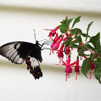 Australasian Orchard Swallowtail Butterfly