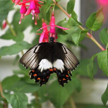 Australasian Orchard Swallowtail Butterfly