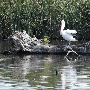 Australis Pelican