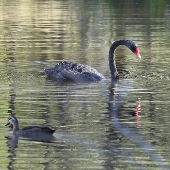 Black Swan