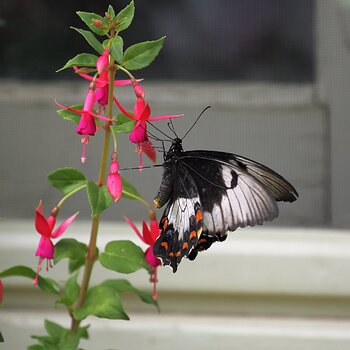 Australasian Orchard Swallowtail Butterfly