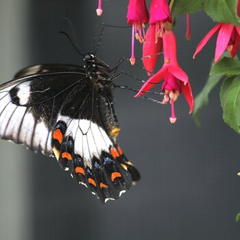 Australasian Orchard Swallowtail Butterfly