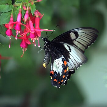 Australasian Orchard Swallowtail Butterfly