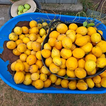 Lots of lemons