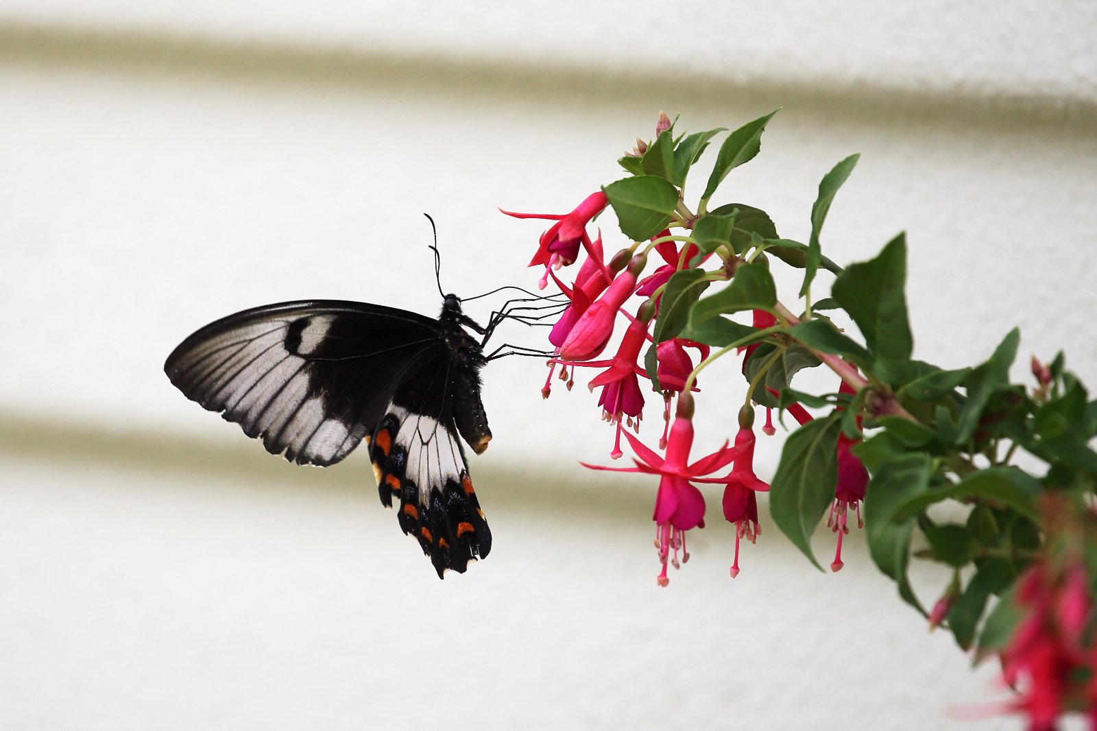 Australasian Orchard Swallowtail Butterfly