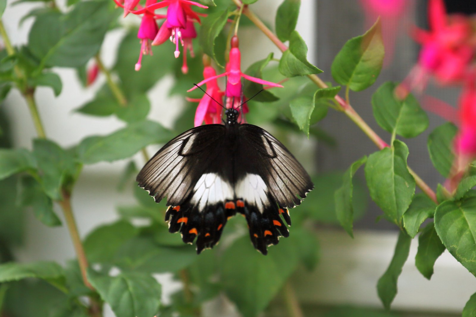 Australasian Orchard Swallowtail Butterfly