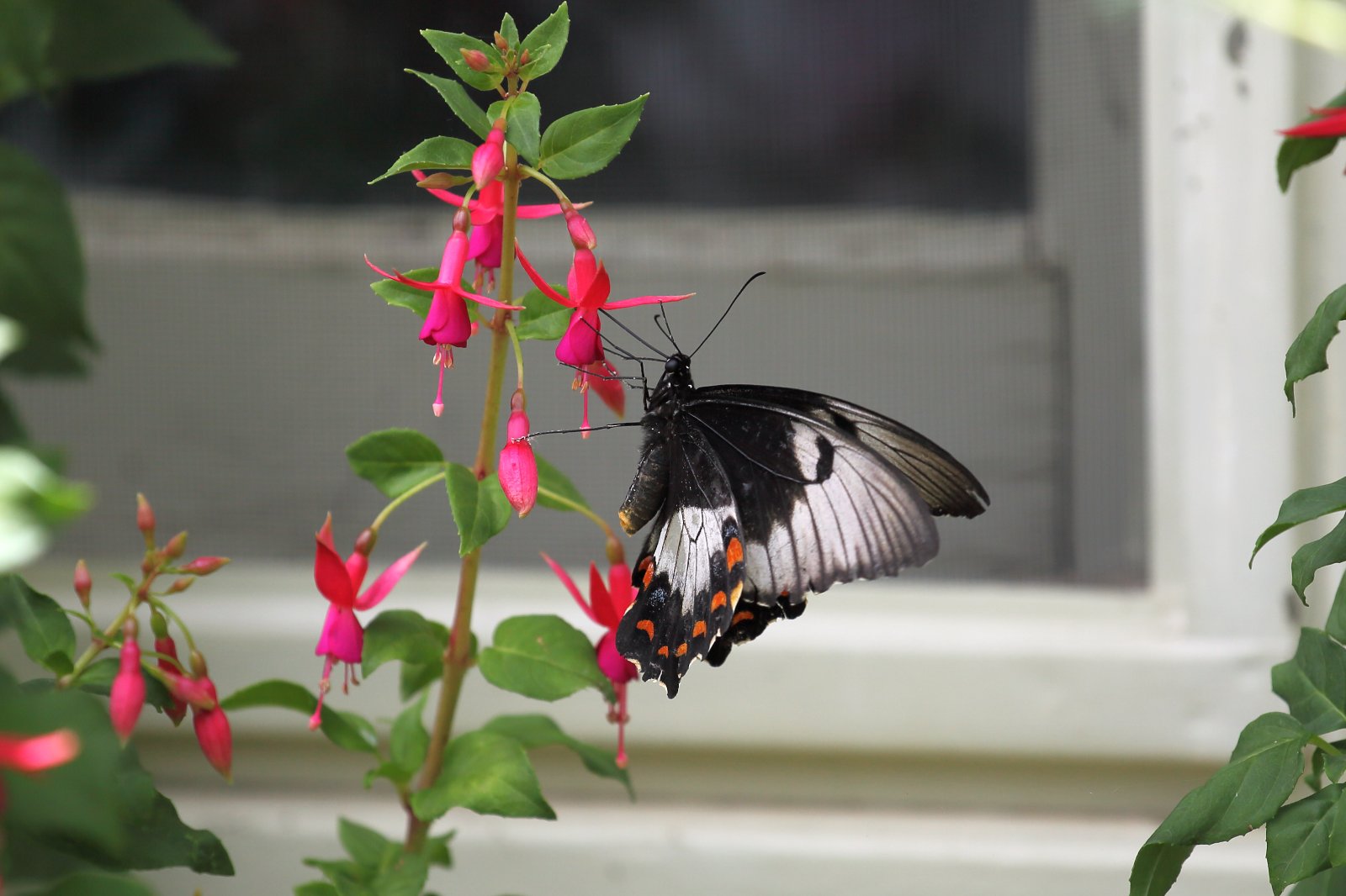 Australasian Orchard Swallowtail Butterfly