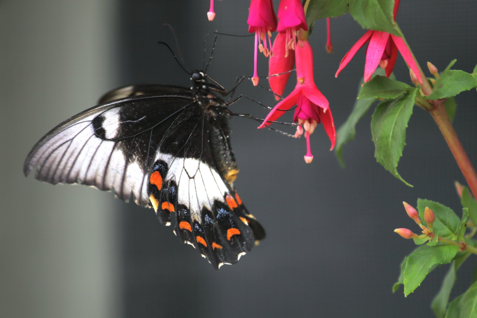 Australasian Orchard Swallowtail Butterfly