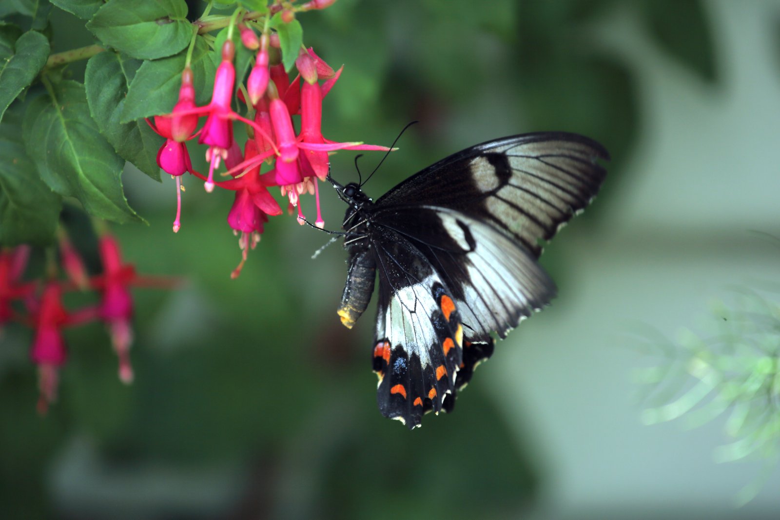 Australasian Orchard Swallowtail Butterfly