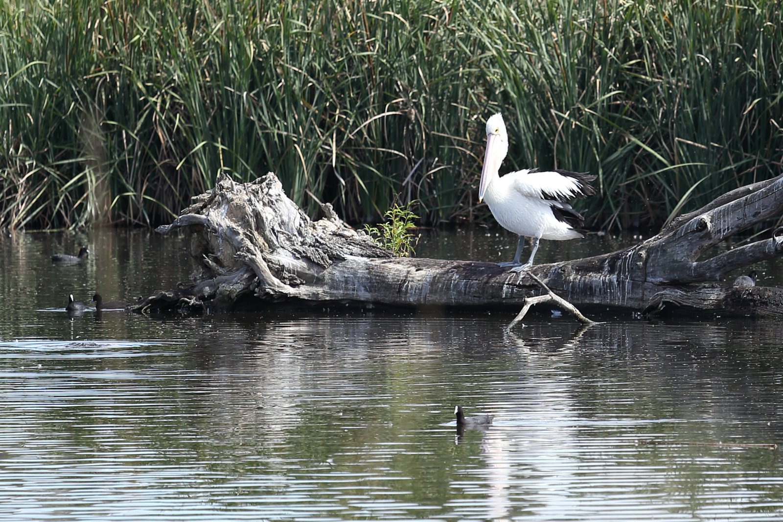 Australis Pelican