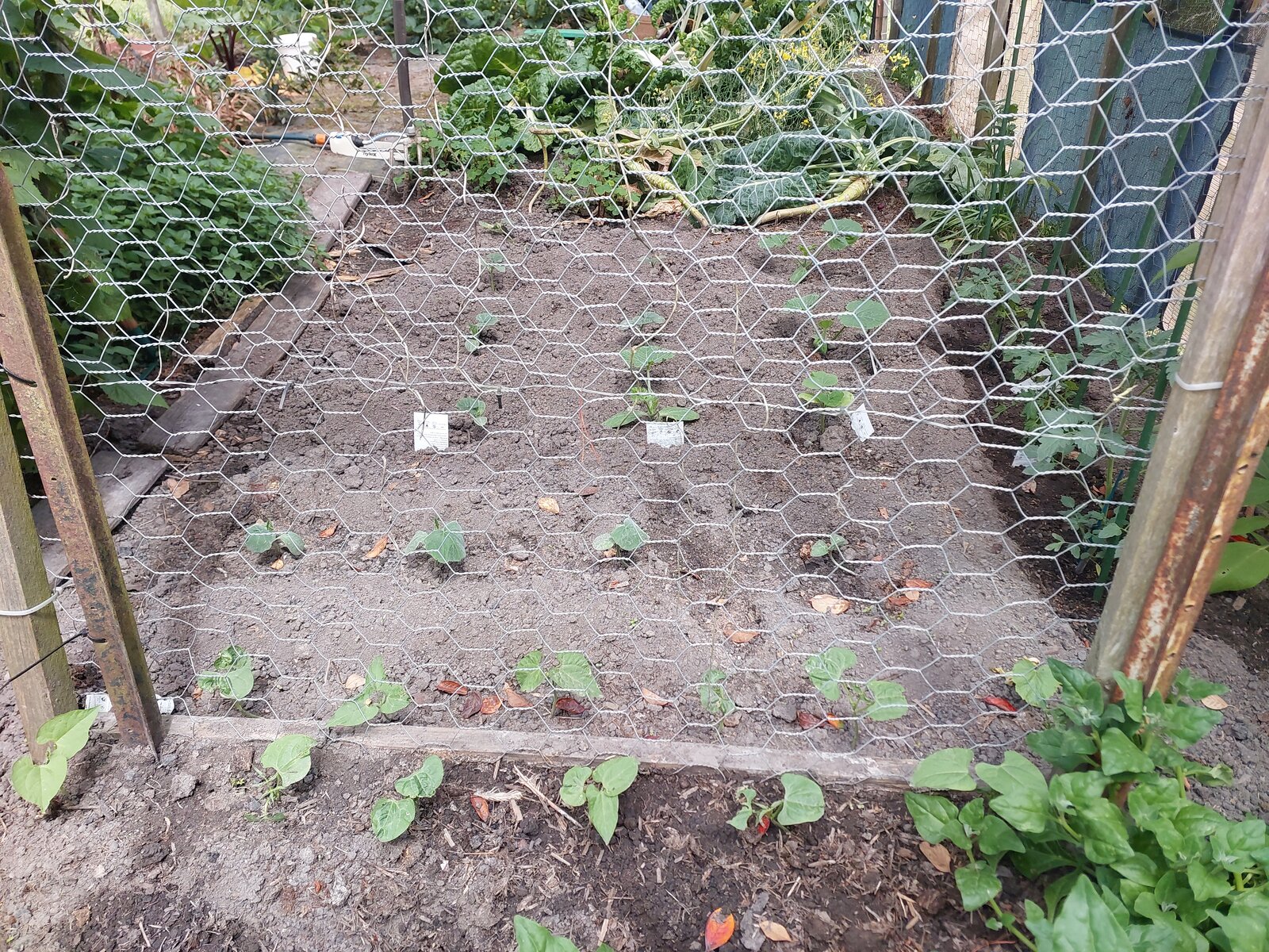 Beans and squashes