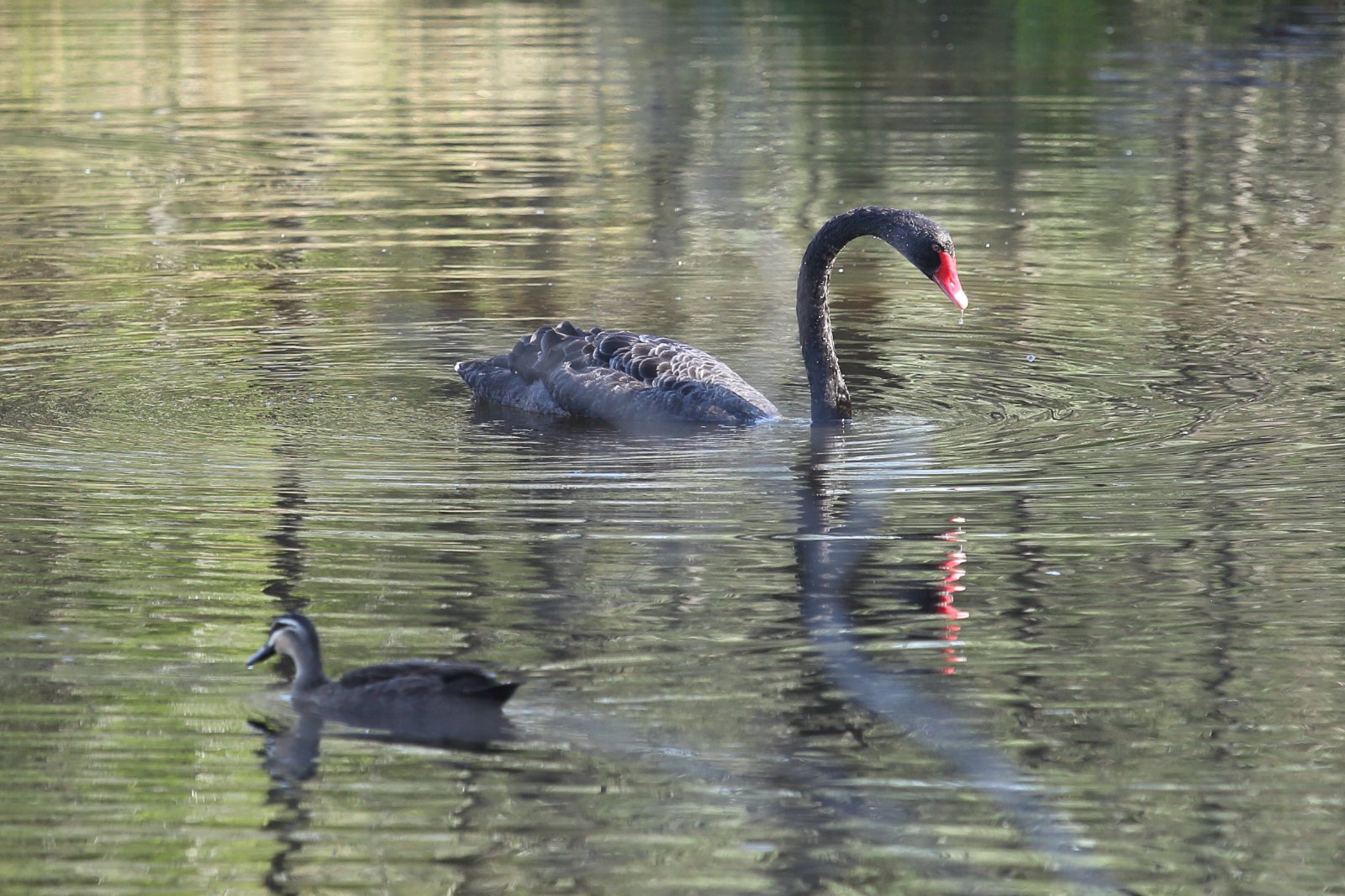 Black Swan