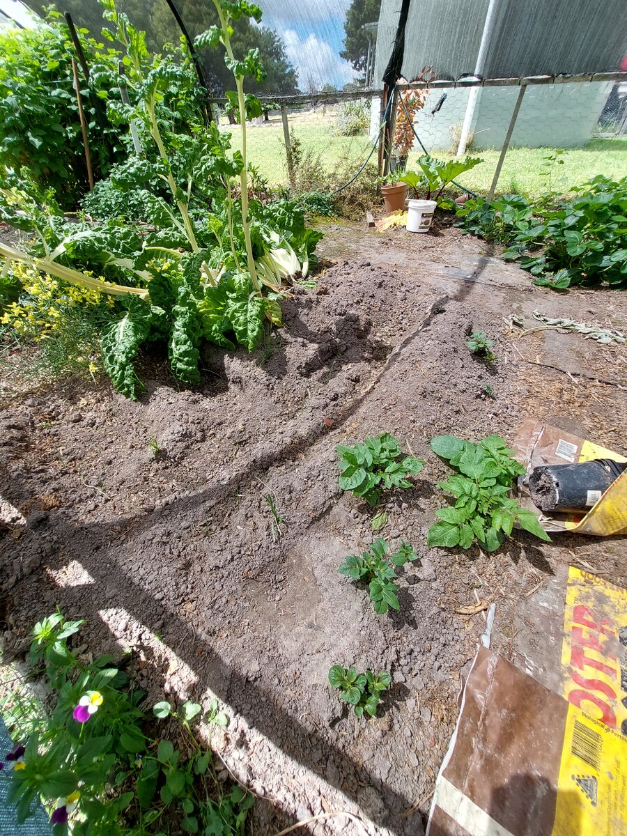 Collard greens and Swiss chard