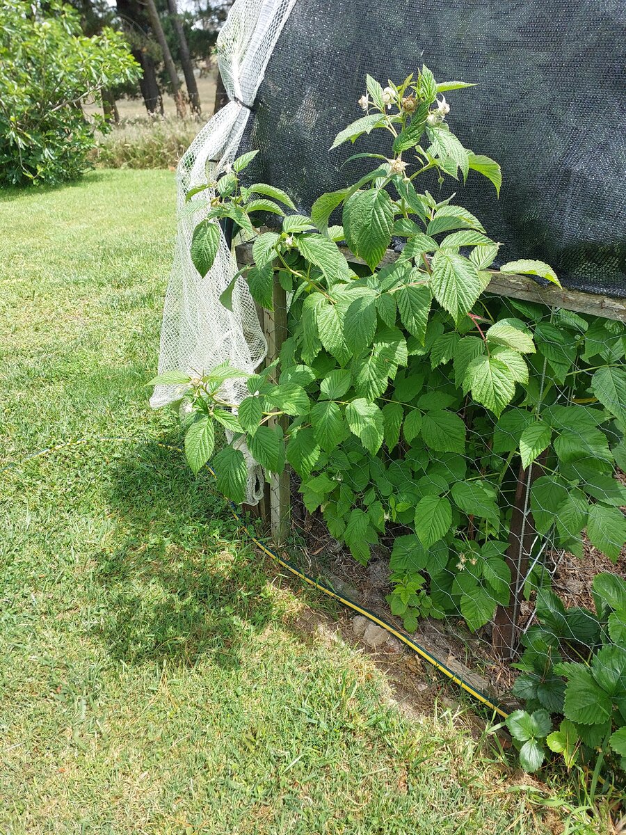 Escapees Tulameen raspberries