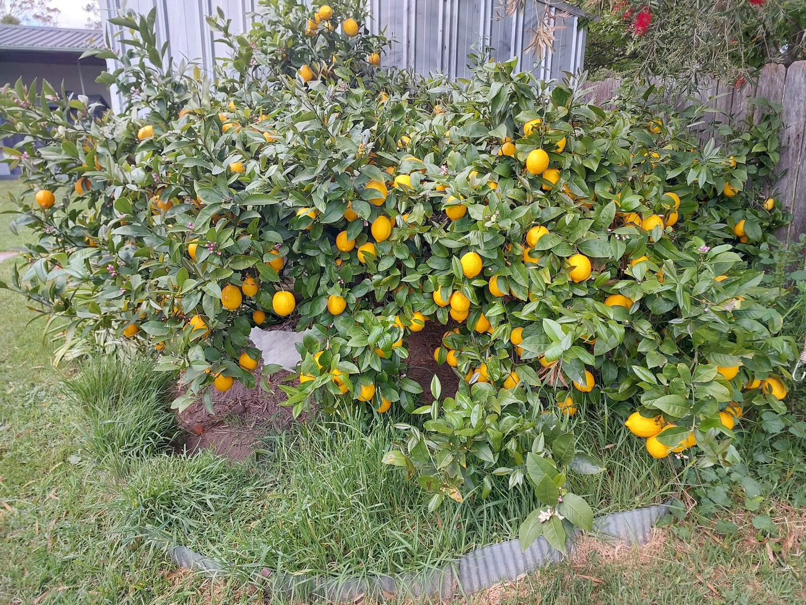 Lemon tree