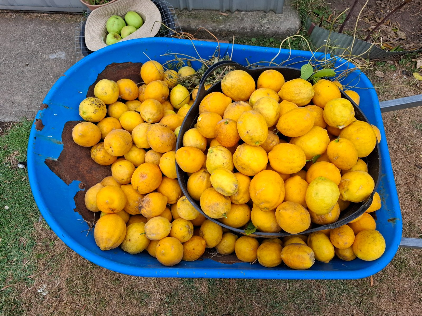 Lots of lemons