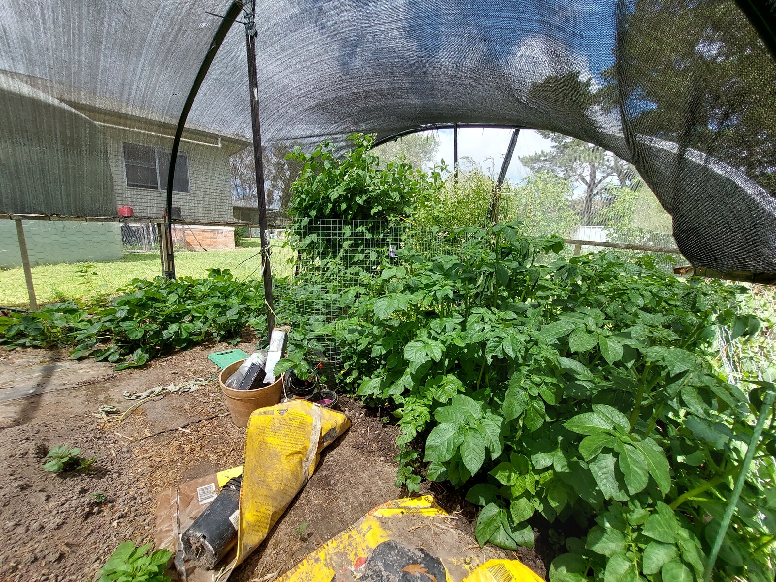 Raspberries (Tulameen) and strawberries