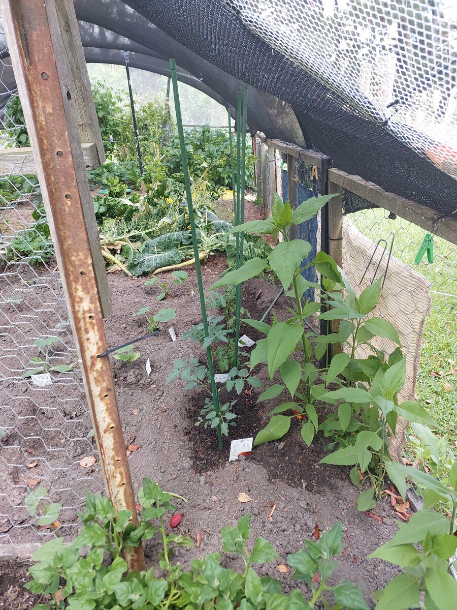 Tomatoes down the side