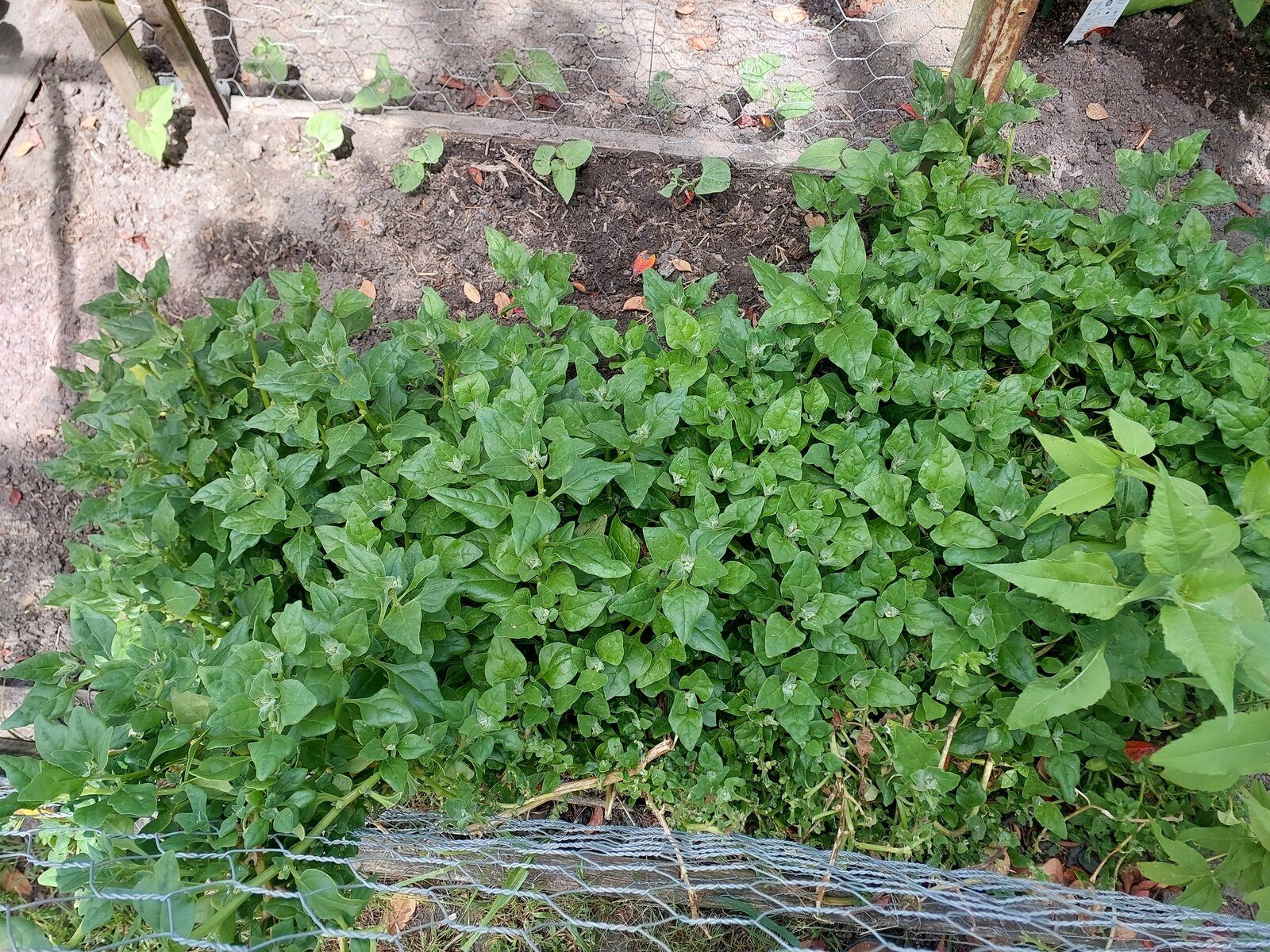 Warrigal greens